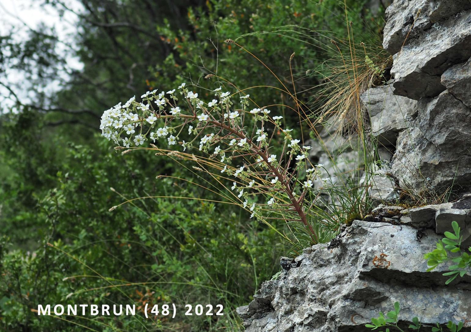 Saxifrage, Pyrenean